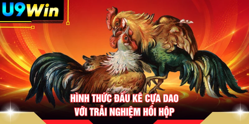 Hình thức đấu kê cựa dao với trải nghiệm hồi hộp